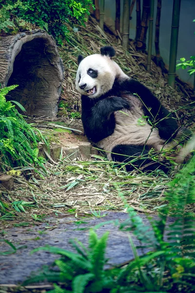 Panda gigante — Foto Stock