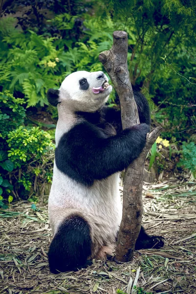 Panda gigante — Fotografia de Stock