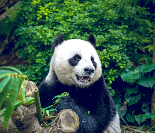 Giant panda — Zdjęcie stockowe