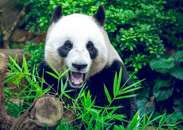 Giant panda — Zdjęcie stockowe