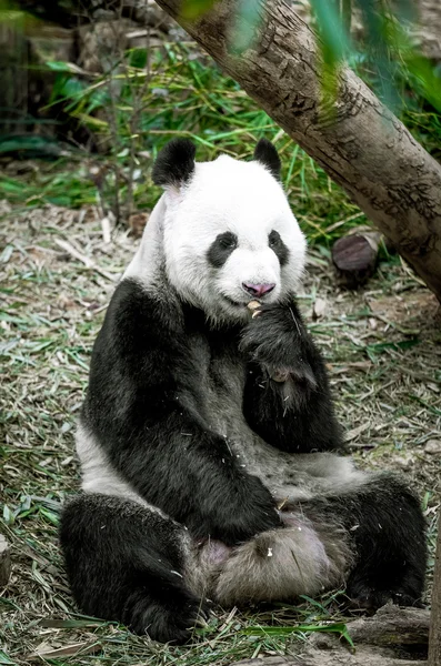विशाल पांडा — स्टॉक फ़ोटो, इमेज