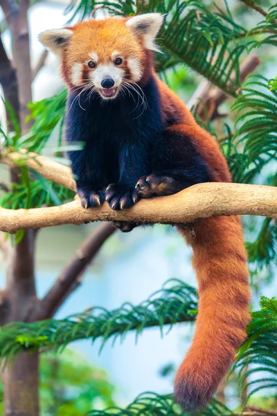 Kızıl panda — Stok fotoğraf