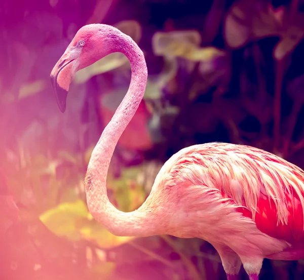 Rosa flamingo — Stockfoto