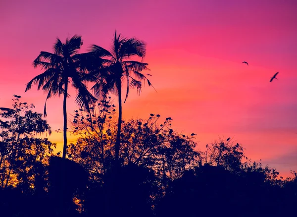 鳥と夕日 — ストック写真