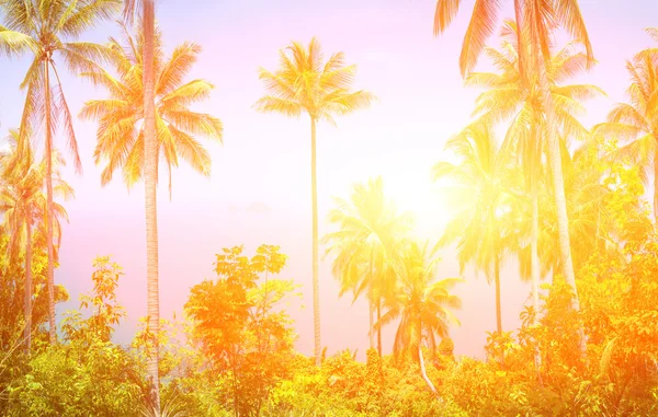 Tropisk bakgrund — Stockfoto