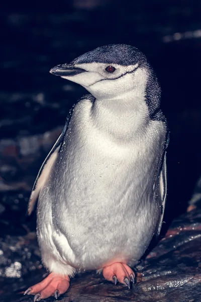 Schwarzer und weißer Pinguin in der Antarktis — Stockfoto