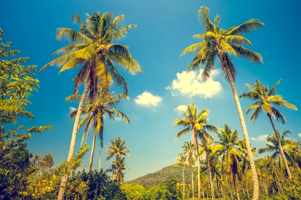 Nice asfalt road with palm trees — Stock Photo, Image