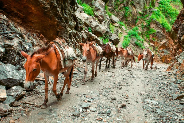 Trekking in Nepal — Stock Photo, Image