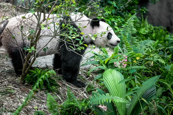 Panda gigante — Fotografia de Stock