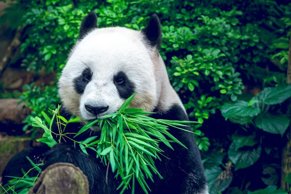 Jättepanda Stockbild