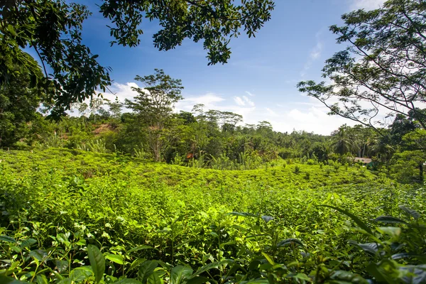 Plantación de té —  Fotos de Stock