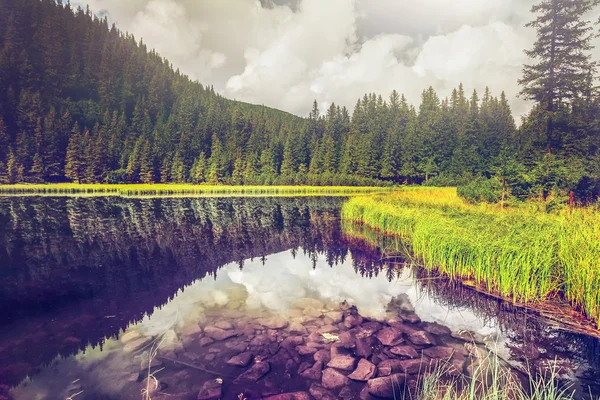 Sommer-Bergsee-Wald — Stockfoto