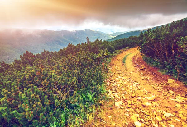 Mountain path in Carpathians, Ukraine. — Stock fotografie
