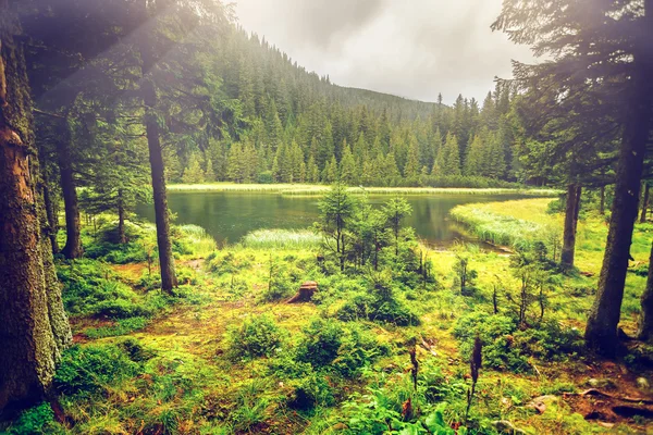 Літній гірський озерний ліс — стокове фото
