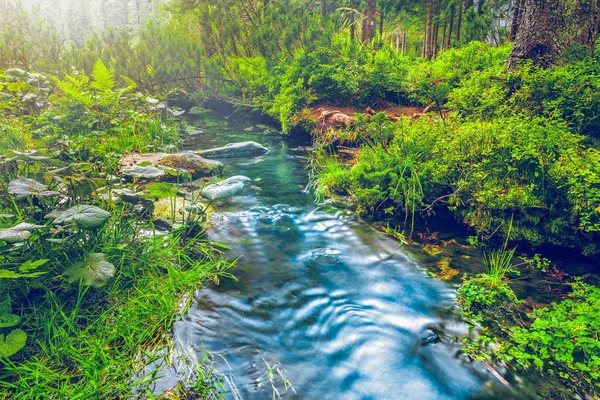 아침의 숲 속의 물줄기 — 스톡 사진