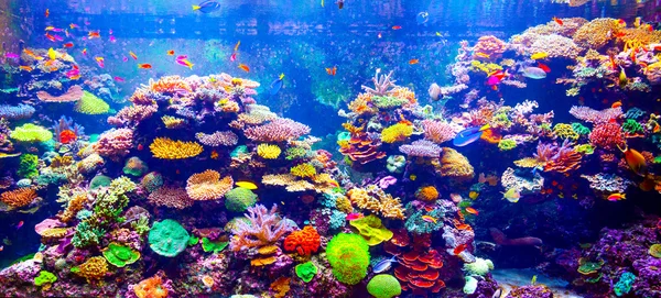 Coral Reef and Tropical Fish — Stock Photo, Image