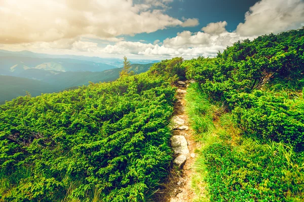 Mountain path in Carpathians, Ukraine. — Stok fotoğraf