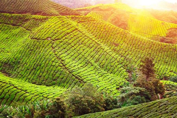 Tea plantation. Natural lanscape — Stock Photo, Image