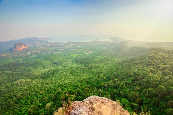 Bosque verde y rocas — Foto de Stock