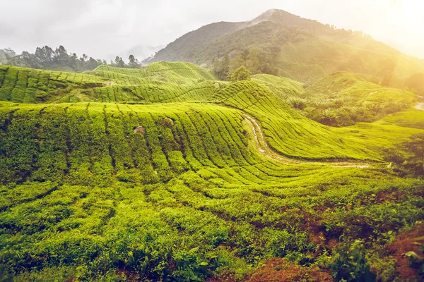 Plantação de chá em Cameron Highlands — Fotografia de Stock