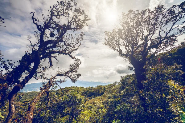 Bomen en struiken in Bergen — Stockfoto