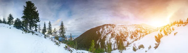 木々 や雪のピーク — ストック写真