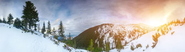 Alberi e cime innevate — Foto Stock