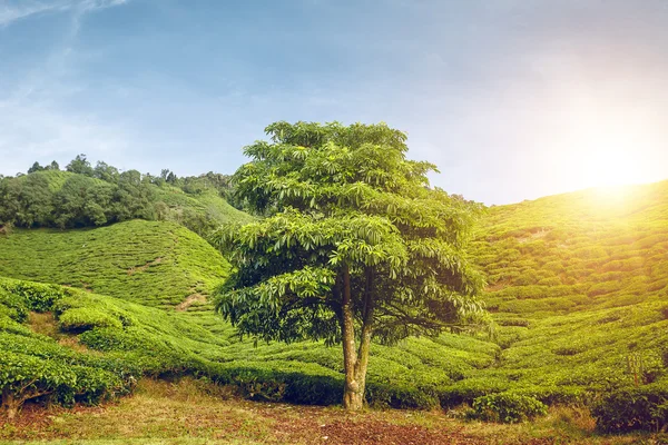 Albero in verde valle — Foto Stock