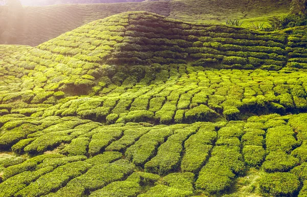 Tea ültetvény Cameron Highlands — Stock Fotó