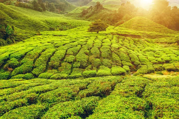 Plantație de ceai în Cameron Highlands — Fotografie, imagine de stoc