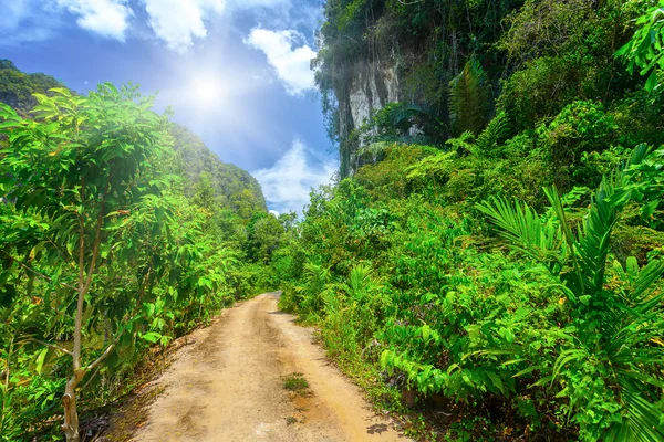 Rural road with tropical plants — Stock Photo, Image