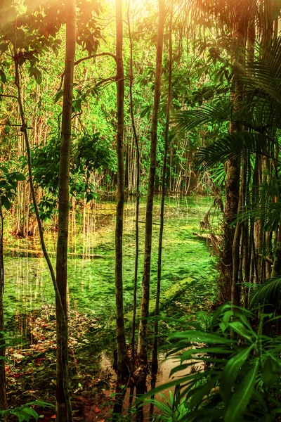 Acqua nella foresta tropicale — Foto Stock