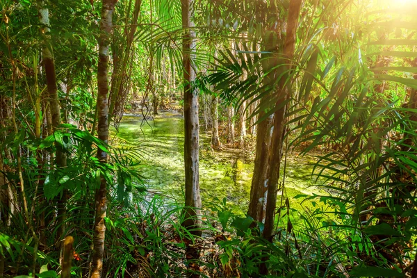 Cours d'eau en forêt tropicale — Photo