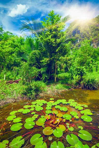 Foglie di loto nella foresta tropicale — Foto Stock