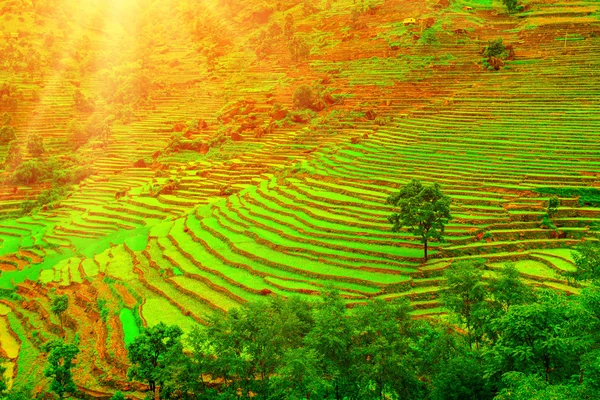 Grüne Plantage am Morgen — Stockfoto