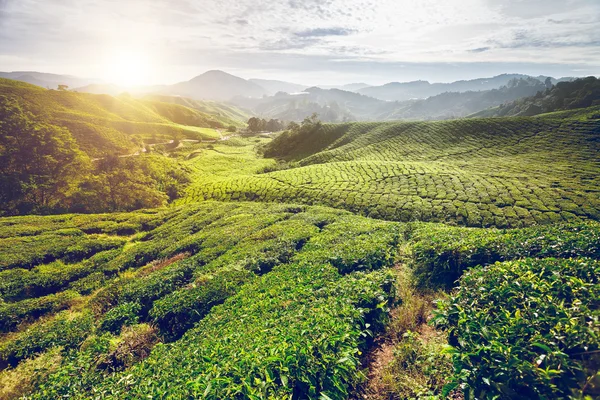 Plantation de thé dans les hautes terres Cameron — Photo