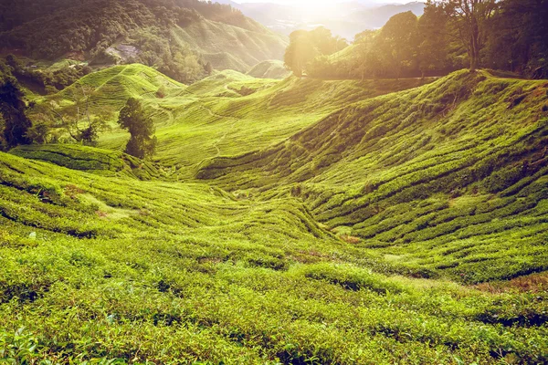 Plantação de chá. Lanscape natural — Fotografia de Stock