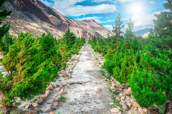 Ağaçların arasında dağlarda yolu — Stok fotoğraf