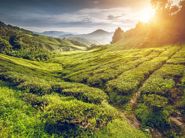 Čajové plantáže v Cameron highlands — Stock fotografie