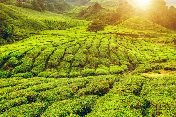 Çay plantasyon Cameron Highlands — Stok fotoğraf