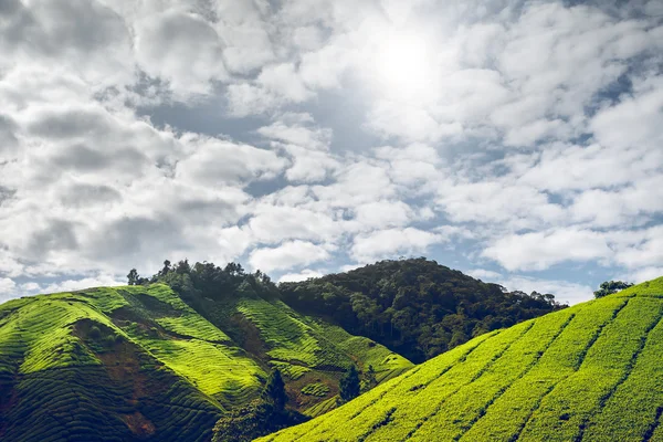 Tea plantation in Cameron highlands — Stock Photo, Image