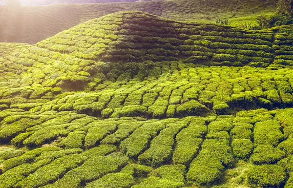 Thee plantage in Cameron highlands — Stockfoto