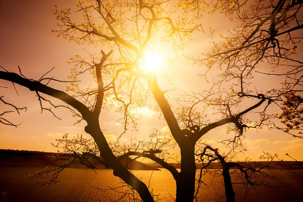 Ağaç sunset su ile — Stok fotoğraf