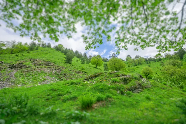 Grama verde com árvores — Fotografia de Stock