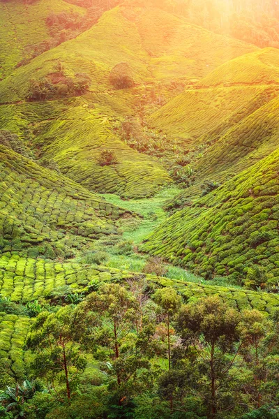 Tea ültetvény Malajziában — Stock Fotó