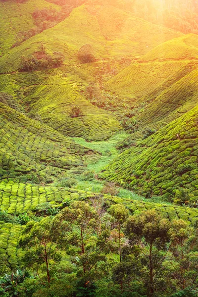 Plantação de chá em Malásia — Fotografia de Stock