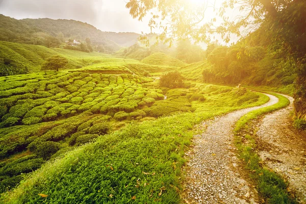 Tea meadow with road — Stock Photo, Image