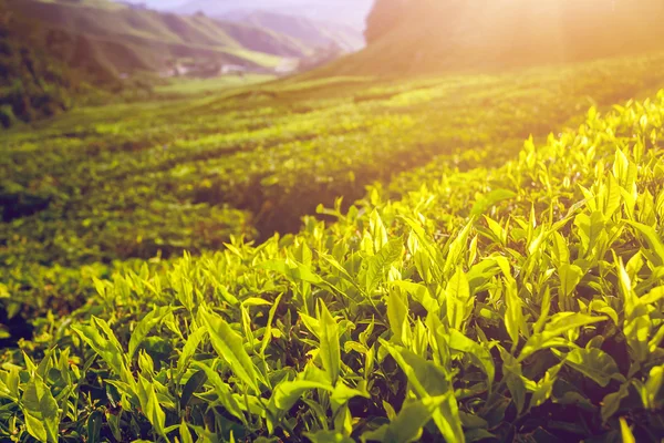 Folhas de chá verde — Fotografia de Stock