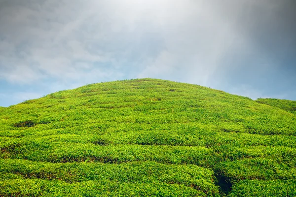 Tea ültetvény Malajziában — Stock Fotó