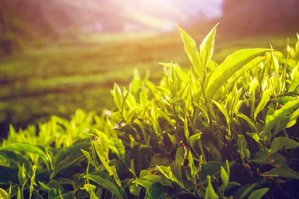 Groene theebladeren — Stockfoto